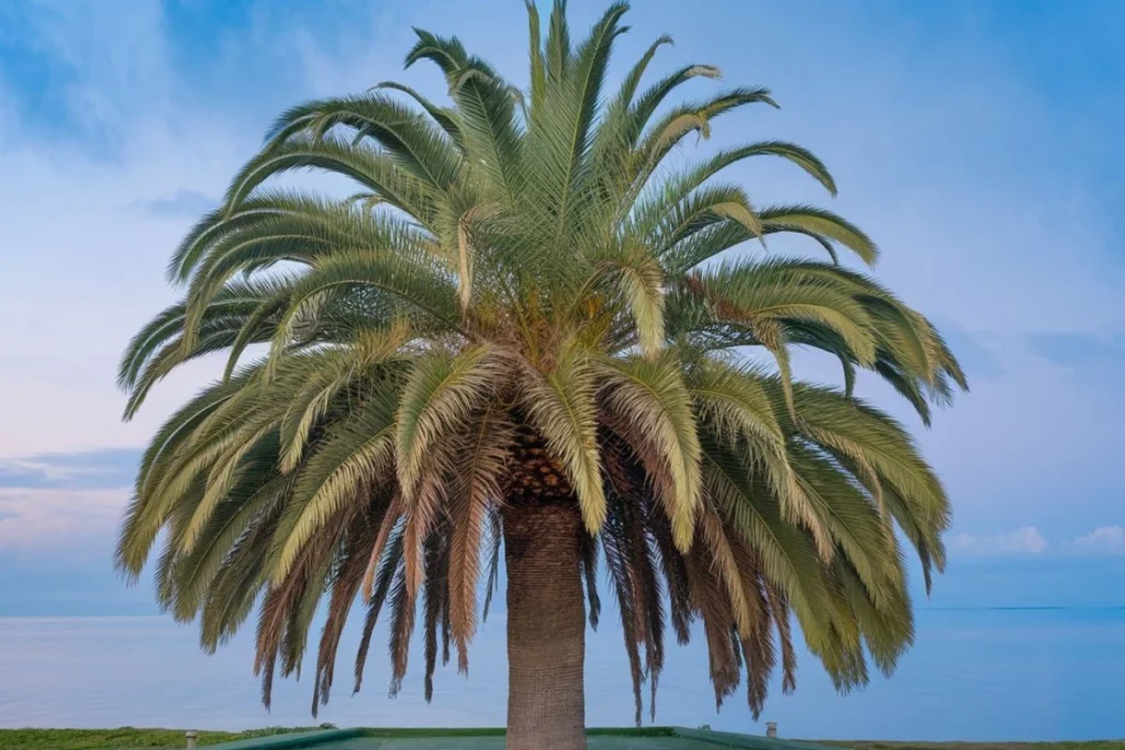 Types of Palm Trees