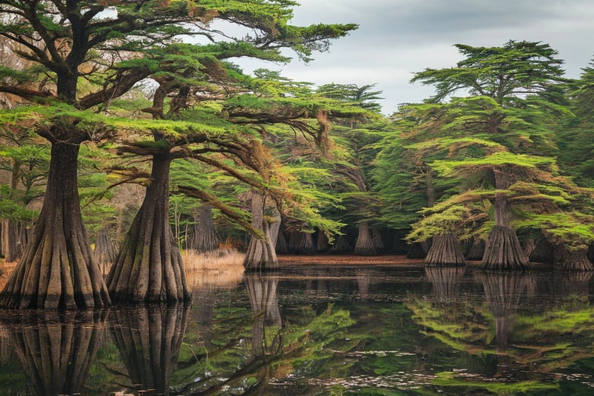 The Cypress Tree: Timeless Beauty, Symbolism, and Practical Value
