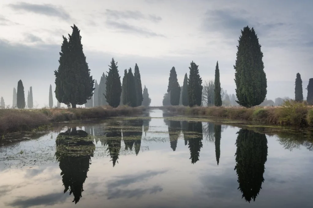 The Cypress Tree: Timeless Beauty, Symbolism, and Practical Value