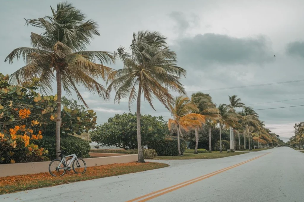 Florida Palm Trees: A Guide to Iconic Beauty and Cultural Significance