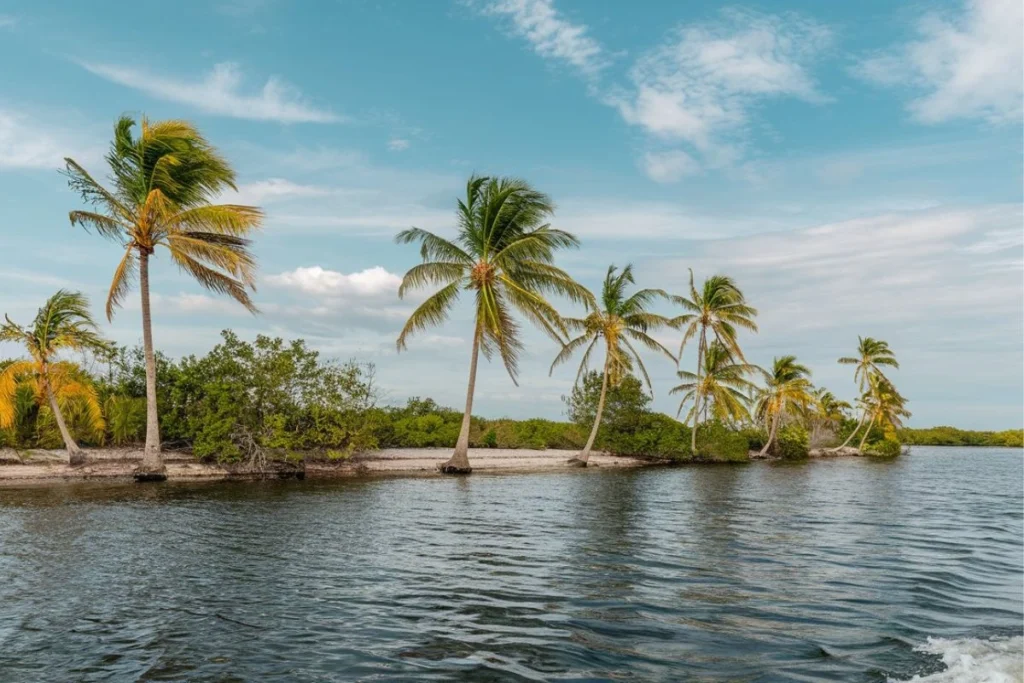 Florida Palm Trees: A Guide to Iconic Beauty and Cultural Significance