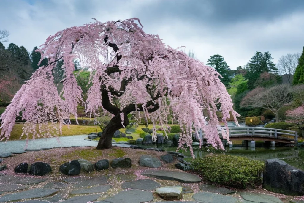 The Weeping Cherry Tree: A Symbol of Grace and Elegance