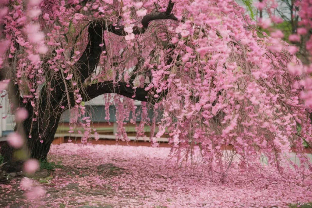 The Weeping Cherry Tree: A Symbol of Grace and Elegance
