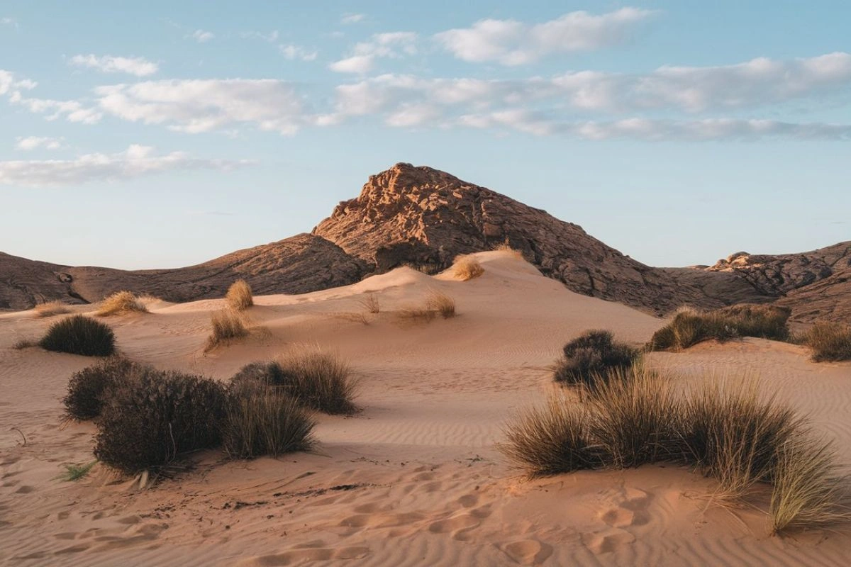 What is Desertification? Causes, Effects, and Solutions