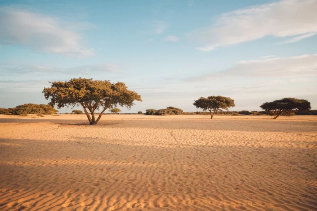 What is Desertification? Causes, Effects, and Solutions