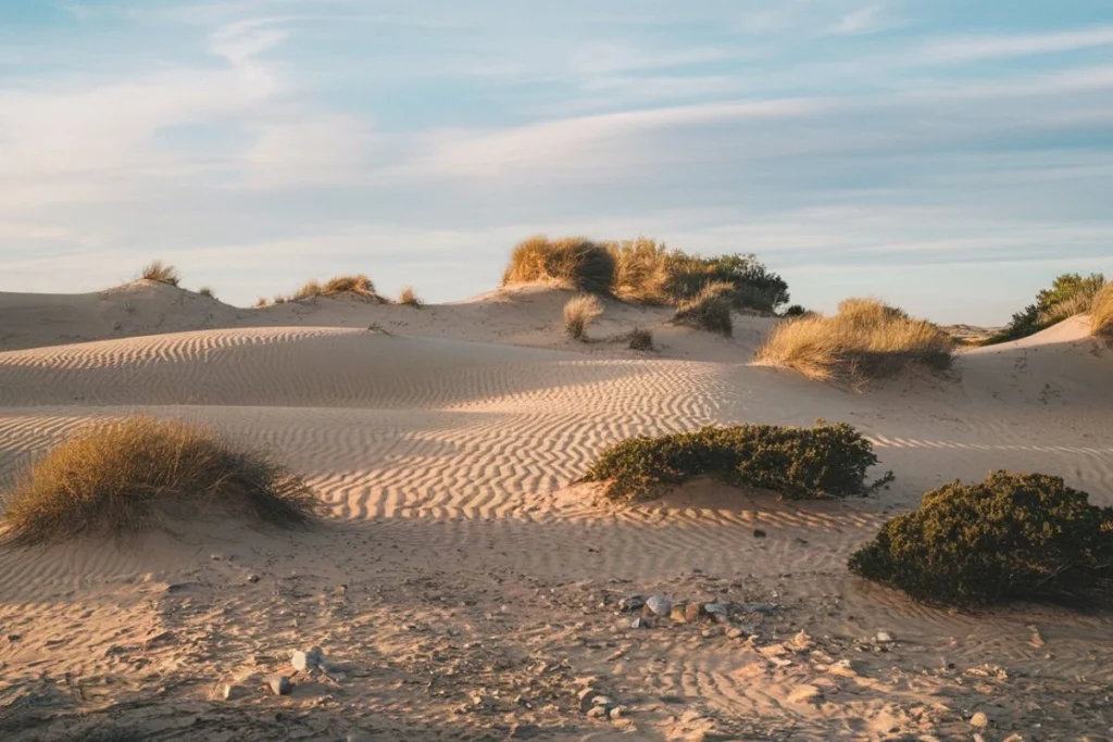 What is Desertification? Causes, Effects, and Solutions