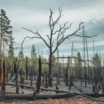 Acid Rain: Causes, Effects, and Comprehensive Solutions
