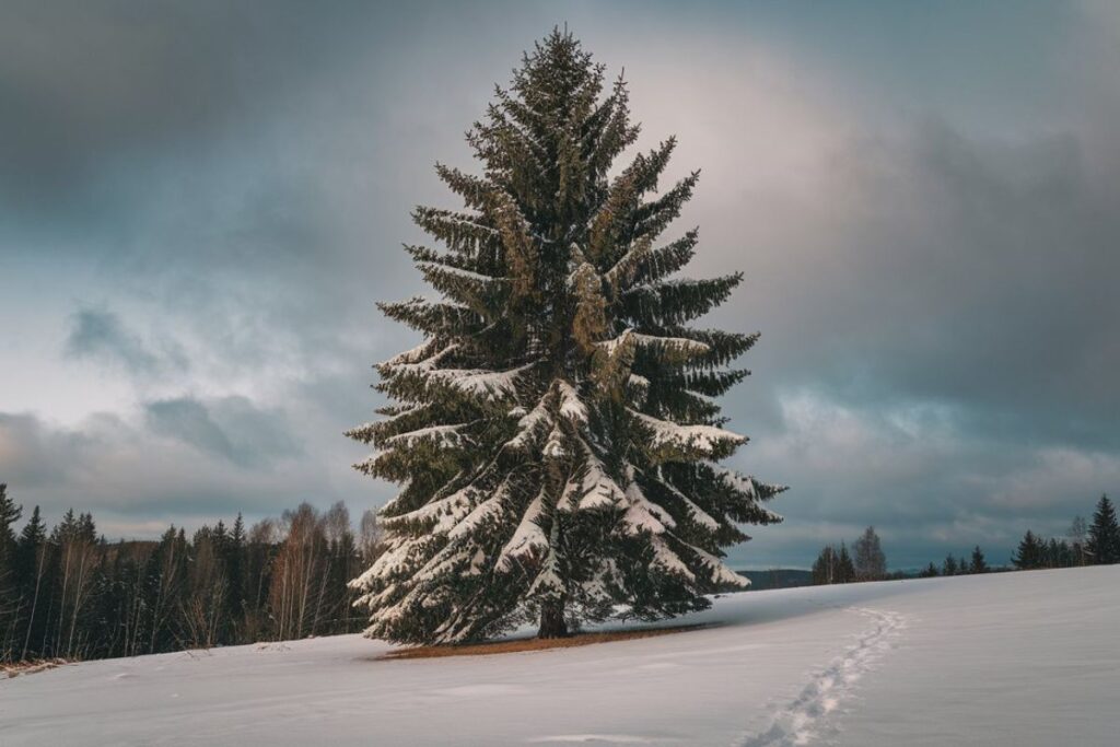 The Fir Tree: A Symbol of Strength and Evergreen Beauty