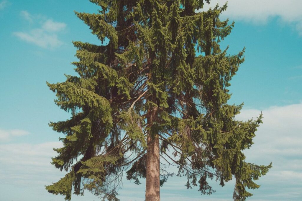 The Fir Tree: A Symbol of Strength and Evergreen Beauty