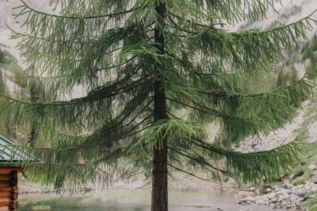 The Fir Tree: A Symbol of Strength and Evergreen Beauty